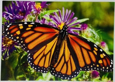 Greeting Card Monarch Butterfly Milkweed Flower Blossom Close Up View P1 - Image 1 of 3