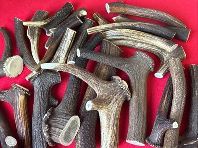 One Piece of Natural Deer Antlers ,  100% Natural  'BUY THREE GET ONE FREE!!! - Image 1 of 4