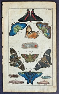Raro 1797 Wilhelms SKIPPER MARIPOSAS Y LARVAS Placa de cobre coloreada a mano #18 - Imagen 1 de 4