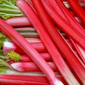 Rhubarb Crown Holsteiner - Ready to Plant Rhubarb Plant Perfect for The UK