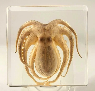 2.9" Real Octopus in Crystal Clear Lucite Resin Paperweight Mollusc Specimen - Image 1 of 4