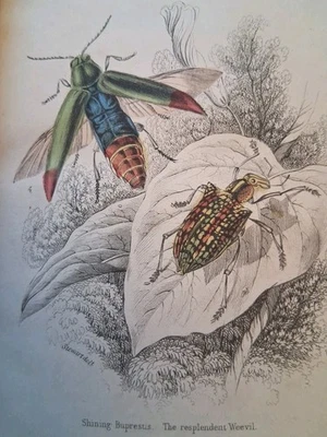 Antique Book The Naturalist's Library  William Jardine Entomology Beetles Plates — 第 1/4 张图片