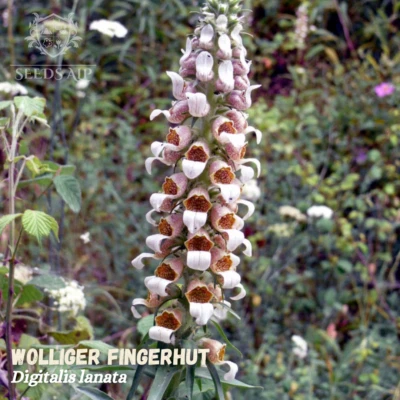 1000 Samen Wolliger Fingerhut Digitalis lanata Woll-Fingerhut Grecian foxglove - Bild 1 von 2