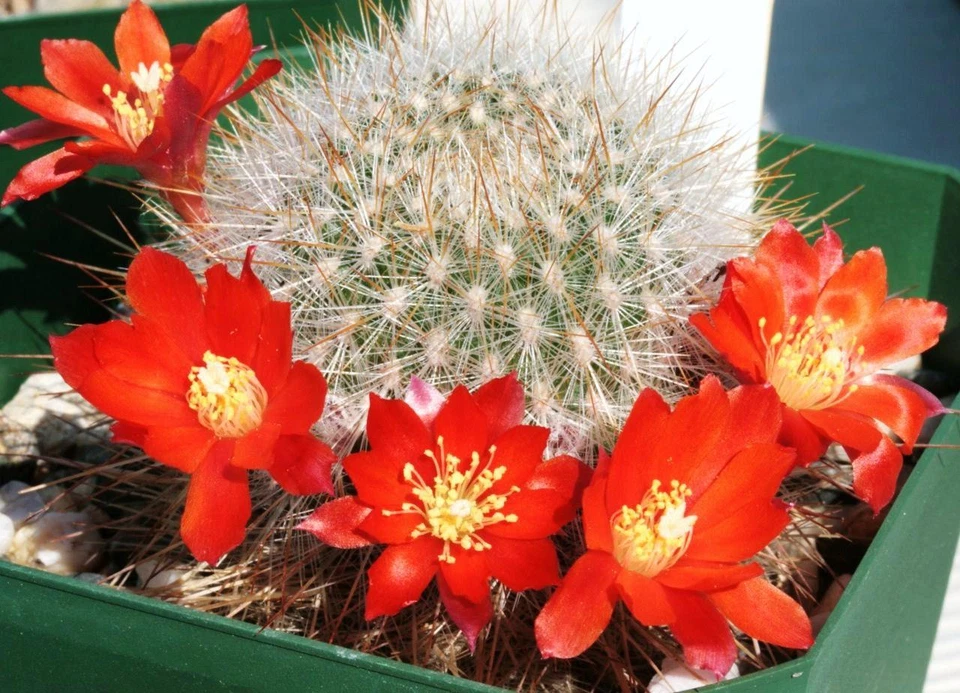 Rebutia Pulchella exotic rare cactus globular flowering cacti seed 100 SEEDS - Image 1 of 1