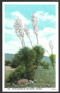Yucca Blooms on the Desert Arizona Vintage Postcard  - Picture 1 of 2