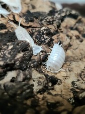 Porcellio laevis 'White' Clean Up Crew Bioactive Terrarium Isopod 12+ count