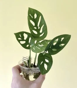 Monstera Adansonii Swiss Cheese 2 Cuttings 2 Nodes 2 Leaves Indoor House Plant - Picture 1 of 1