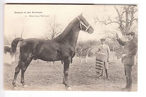 CPA BAYEUX 14 - CHEVAL HORSE AGRICULTURE DEMI SANG NORMAND ELEVAGE 1910 ~B13 - Imagen 1 de 2
