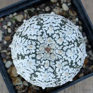 A4628 ASTROPHYTUM SUPER KABUTO SNOW olla 10 cm H 3 cm W 5,5 cm MaMa Cactus - Imagen 1 de 4
