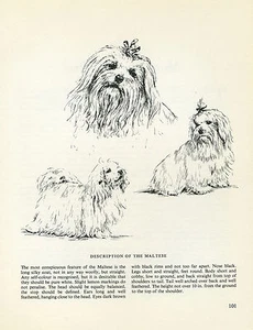 MALTESE VINTAGE 1963 PRINT SKETCH PAGE ARTIST BRIDGET OLERENSHAW - Picture 1 of 1
