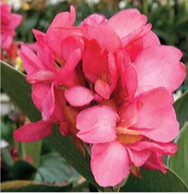 Lot Of(3)Canna lily Pink President Pink/Coral flower green foliage organic 2025 - Image 1 of 4