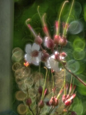 Fuji X Fit Helios 44M Lens With Trioplan Mod Exaggerated Bubble Bokeh Effect - Image 1 of 4