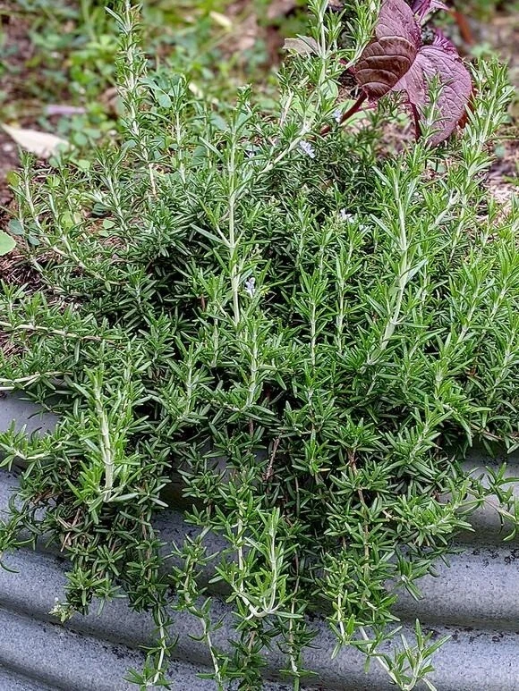Rosemary 'Prostrate' Culinary Herb Plants - Image 1 of 1
