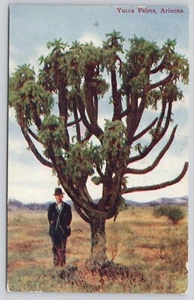 Man Next toYucca Palms Arizona AZ Desert Postcard - Picture 1 of 2