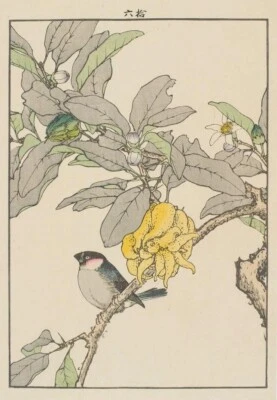 Citrus, Japanese Bullfinch Print – Imao Keinen 1891 Meiji-Era Kachō-ga Woodblock - Image 1 of 2