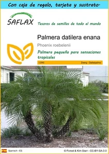 SAFLAX Set regalo - Palmera datilera enana - 25 semillas - Phoenix - Imagen 1 de 9