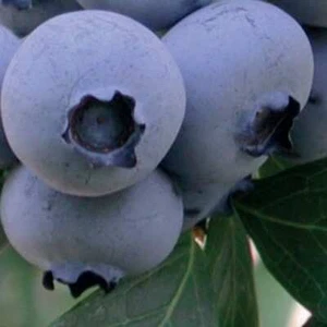Amerikanische Heidelbeere Bonus 2L - Die größte Frucht unter den Blaubeeren - Bild 1 von 8