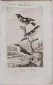 BUFFON ORIGINALE 1850 UCCELLI BIRDS CULBIANCO TRAQUET LE TARIER MOTTEUX BIRD - Bild 1 von 1