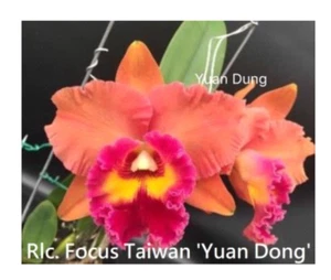 Rhyncholaeliocattleya Focus Taiwan 'Yuan Dong' - Bild 1 von 2