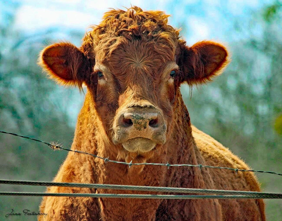 Impresión a color firmada de una vaca en papel fotográfico de calidad respaldo Foamcore 11x14 Foto 1 de 1