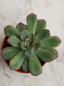 Echeveria pellucida 5 cms aprox preciosas Planta joven Suculenta - Foto 1 di 4