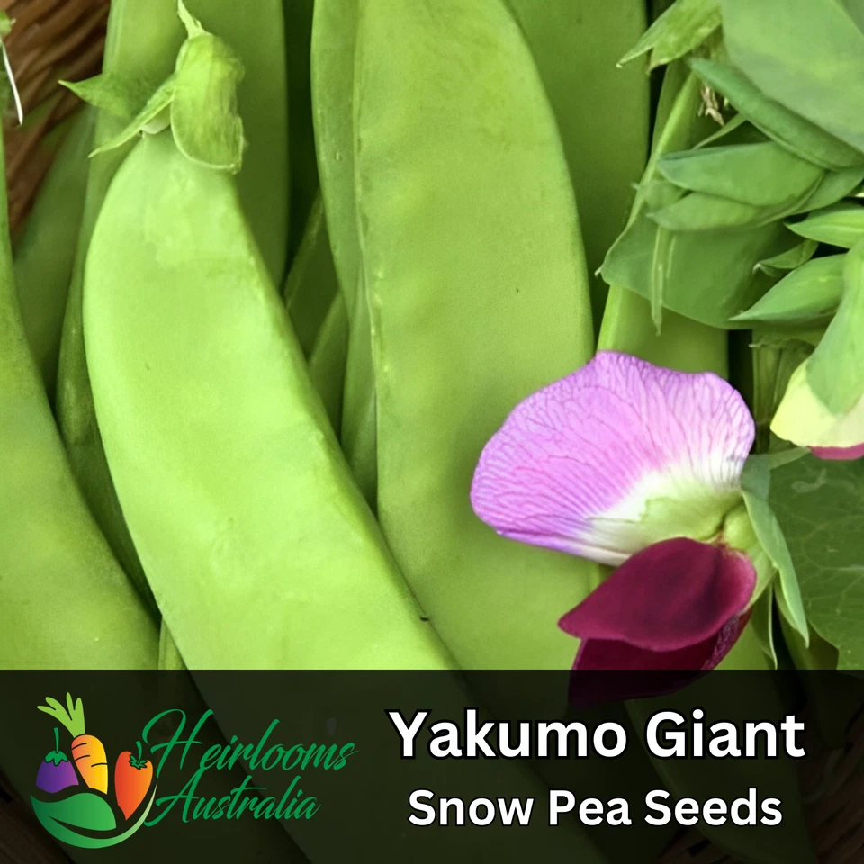 SNOW PEA 'Yakumo Giant' 20+ seeds HEIRLOOM Vegetable Garden AUTUMN WINTER SPRING - image 1 of 1