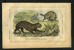TIGRE D INDE et HYENE RAYEE Gravure originale de 1887 - Picture 1 of 1