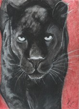 original drawing black panther leopard exotic animal cat fine artist R Warriner