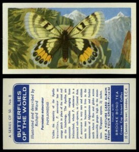 Parnassius Autocrator #8 Butterflies Of The World 1964 Brooke Bond Tea Card