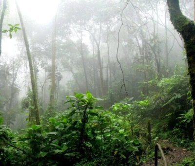 Natural Soothing Relaxing Sounds Rain Forest Cd Relaxation Meditation Sleep Aid