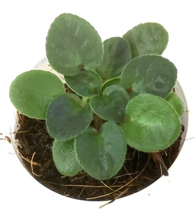 African Violet Gleeful Elf (M)- PLANT in 3oz CUP - Picture 1 of 1
