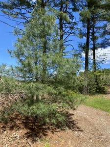 Eastern White Pine Needles Organic Wild Suramin Immune Home Brew 4oz plus bag - Picture 1 of 3