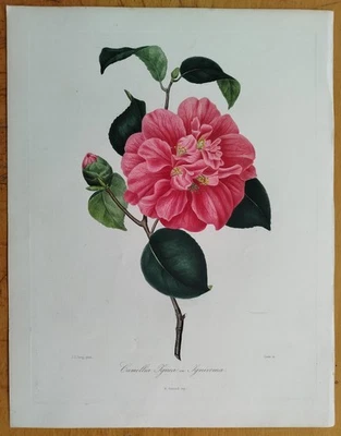 Berlese Originaldruck Botanik Camellia Ignea # 1841 - Bild 1 von 2