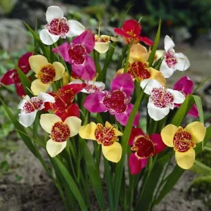 Jockey Cap Lily (Tigridia ) - Mixed Colors - 10 x Bulbs - Picture 1 of 2