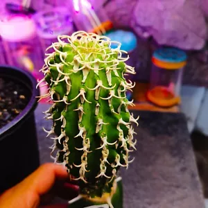 1plants/19USD 5-6CM------------------Euphorbia columnaris/Ariocarpus - Picture 1 of 10
