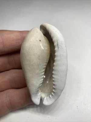 Cowrie Shell Fossil Florida Pleistocene 2.57 Inch - Image 1 of 4