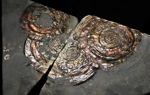 Split pair of large iridescent Psiloceras ammonite fossil display pieces mineral - Picture 1 of 12