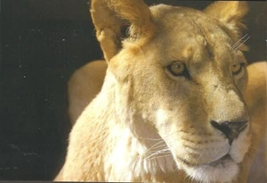 Postal African Lionness Cat Wildlife África - Como Nueva LI15 - Imagen 1 de 1