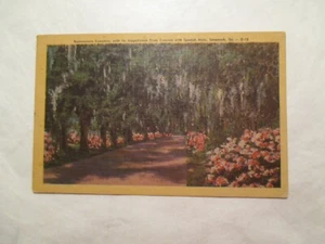 Savannah Georgia Postcard bonaventure Cemetery GA - Picture 1 of 2