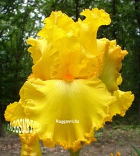 Tall Bearded "Throb" Iris - Heavily Laced Intense Yellow '91 Plant Pre-Sale