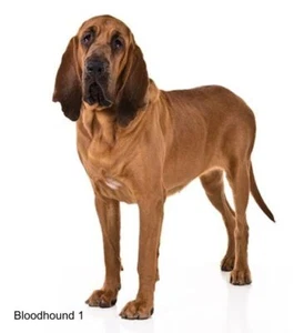 LARGE-SIZED CAR DECALS - BLOODHOUND - Picture 1 of 3