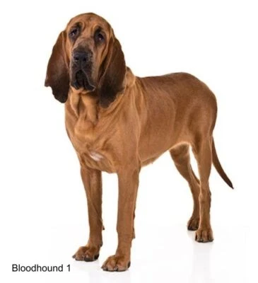 LARGE-SIZED CAR DECALS - BLOODHOUND - Image 1 of 2