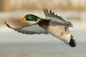MALLARD DUCK GLOSSY POSTER PICTURE PHOTO PRINT bird green head dabbling 4842 - Picture 1 of 1
