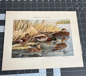 Original 1909 Book Plate #12 Birds of New York Louis Agassiz Fuertes Ducks - Picture 1 of 3