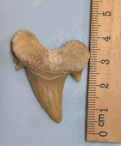 40 Million year old Fossil OTODUS SHARK TOOTH From Morocco (#F6793) - Picture 1 of 1