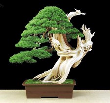 Bristlecone Pine (Pinus Aristata) Seeds "Oldest Living Tree in the World!" Rare
