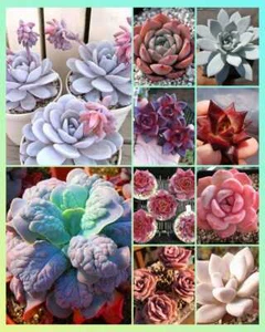 Succulent echeveria mix seeds +50 - Picture 1 of 1
