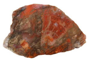 Arizona Petrified Wood Slab | 11  Ozs | Display | Lapidary | Dark Colors - Picture 1 of 16