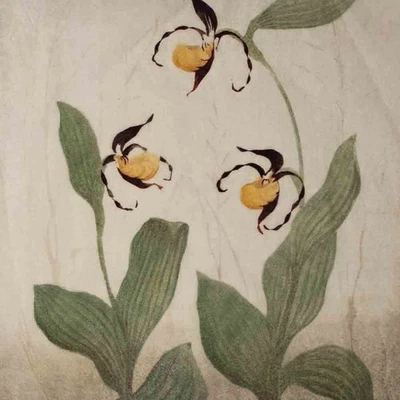 Frabholzschnitt Hans Ott Orchidee gelber Frauenschuh sign Japanpapier 1960 groß - Bild 1 von 4