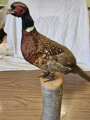 Gallo Faisán Chino Cuello Anillo Taxidermia Cabina Decoración Montaje Cueva Pájaro P2 Foto 1 de 4